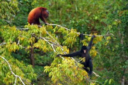 Quand un singe hurleur rencontre un singe araignée